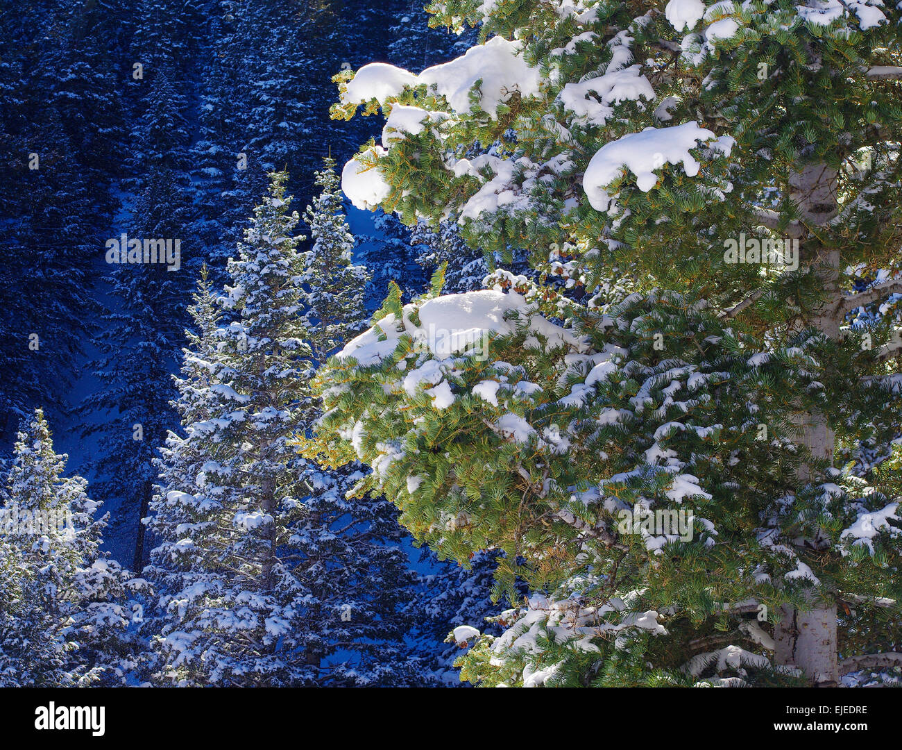 Snow on pine trees, Wasatch mountains, Utah, the United States. Stock Photo