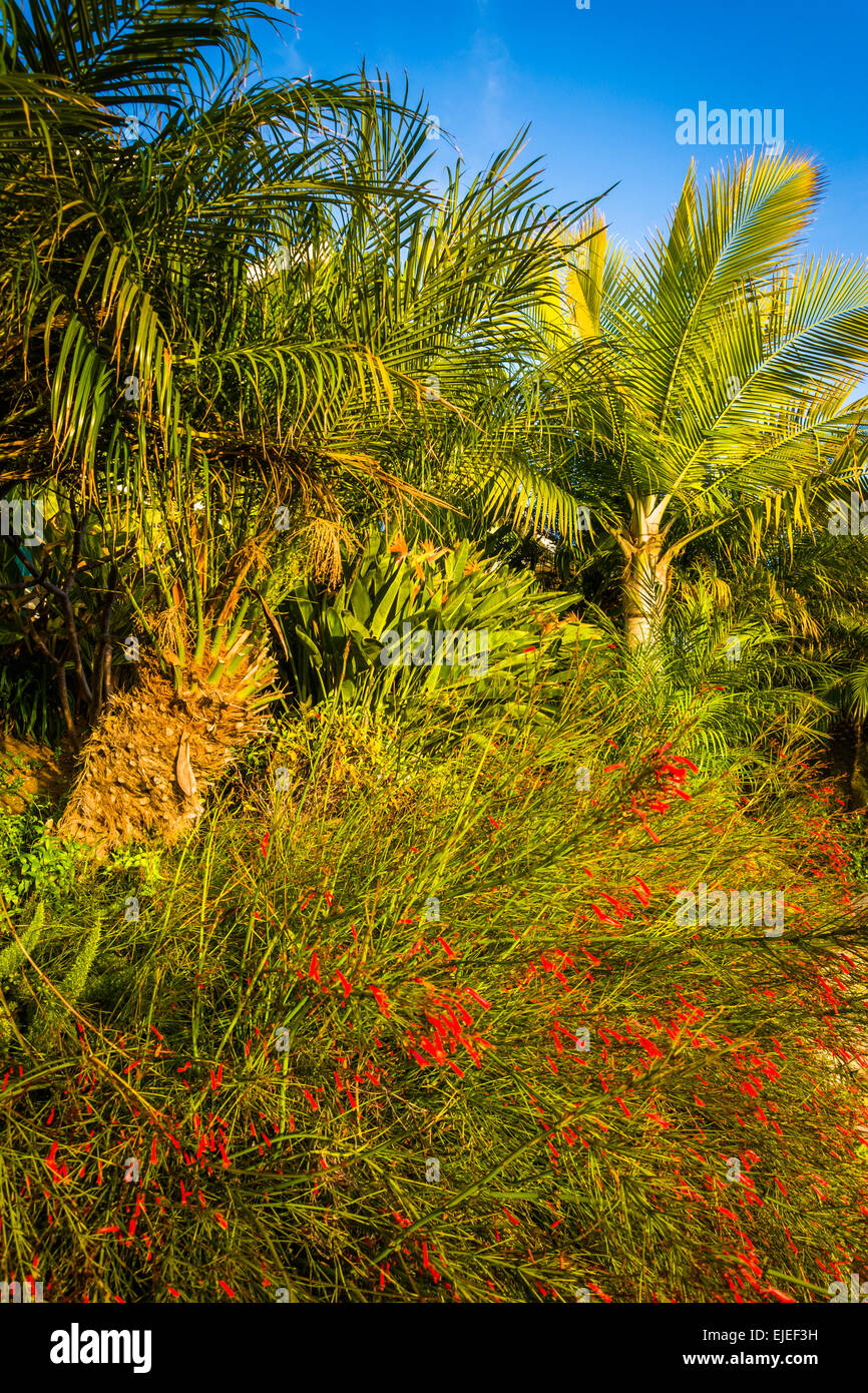Red flowers and palm trees in Laguna Beach, Californial Stock Photo