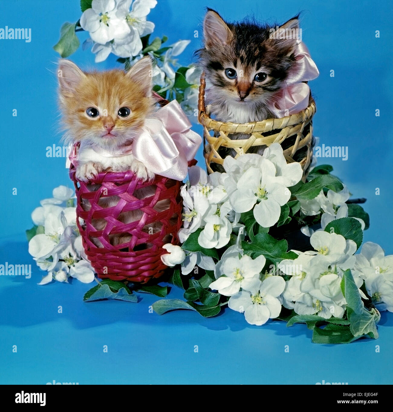 Two kittens in baskets.blue background. Stock Photo