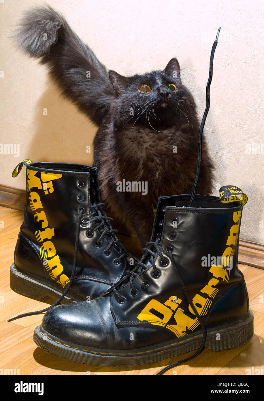 The cat with boots Stock Photo Alamy