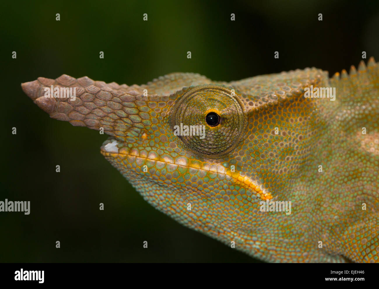 Furcifer bifidus chameleon, male, rain forests of Andasibe, eastern Madagascar, Madagascar Stock Photo