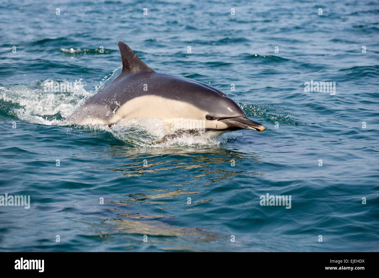 Common Dolphin; Delphinus delphis Single; UK Stock Photo