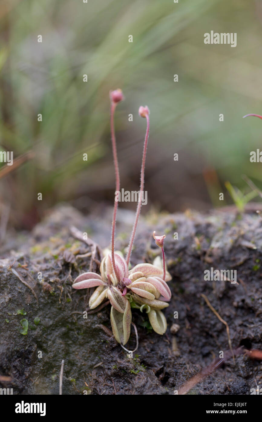 Pale Butterwort; Pinguicula lusitanica Cornwall; UK Stock Photo Alamy