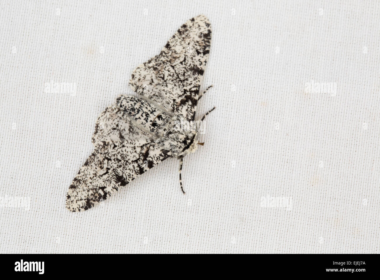 White peppered moth hires stock photography and images Alamy