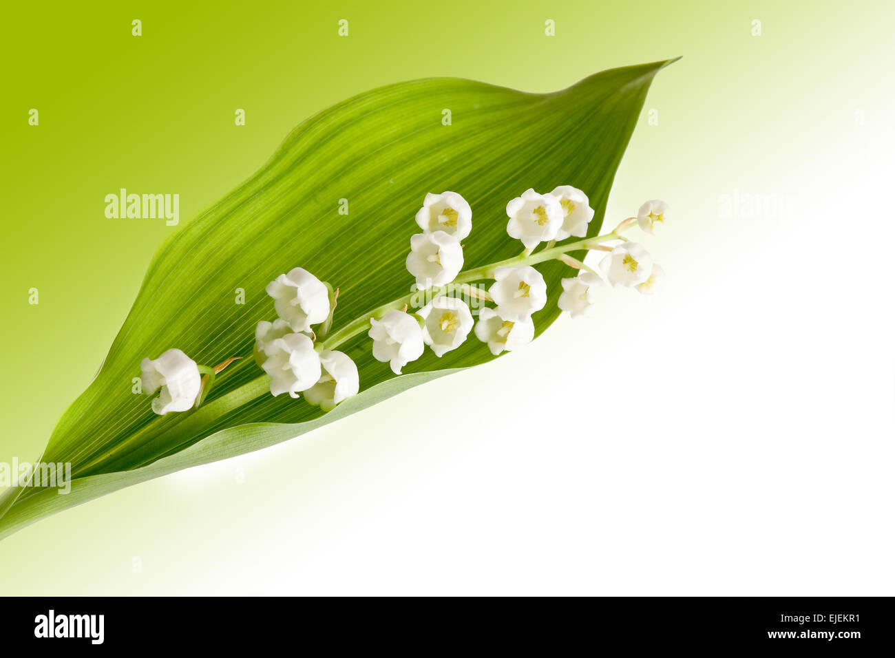 Bunch Lily Of The Valley Muguet Wildflowers High Resolution Stock Photography And Images Alamy