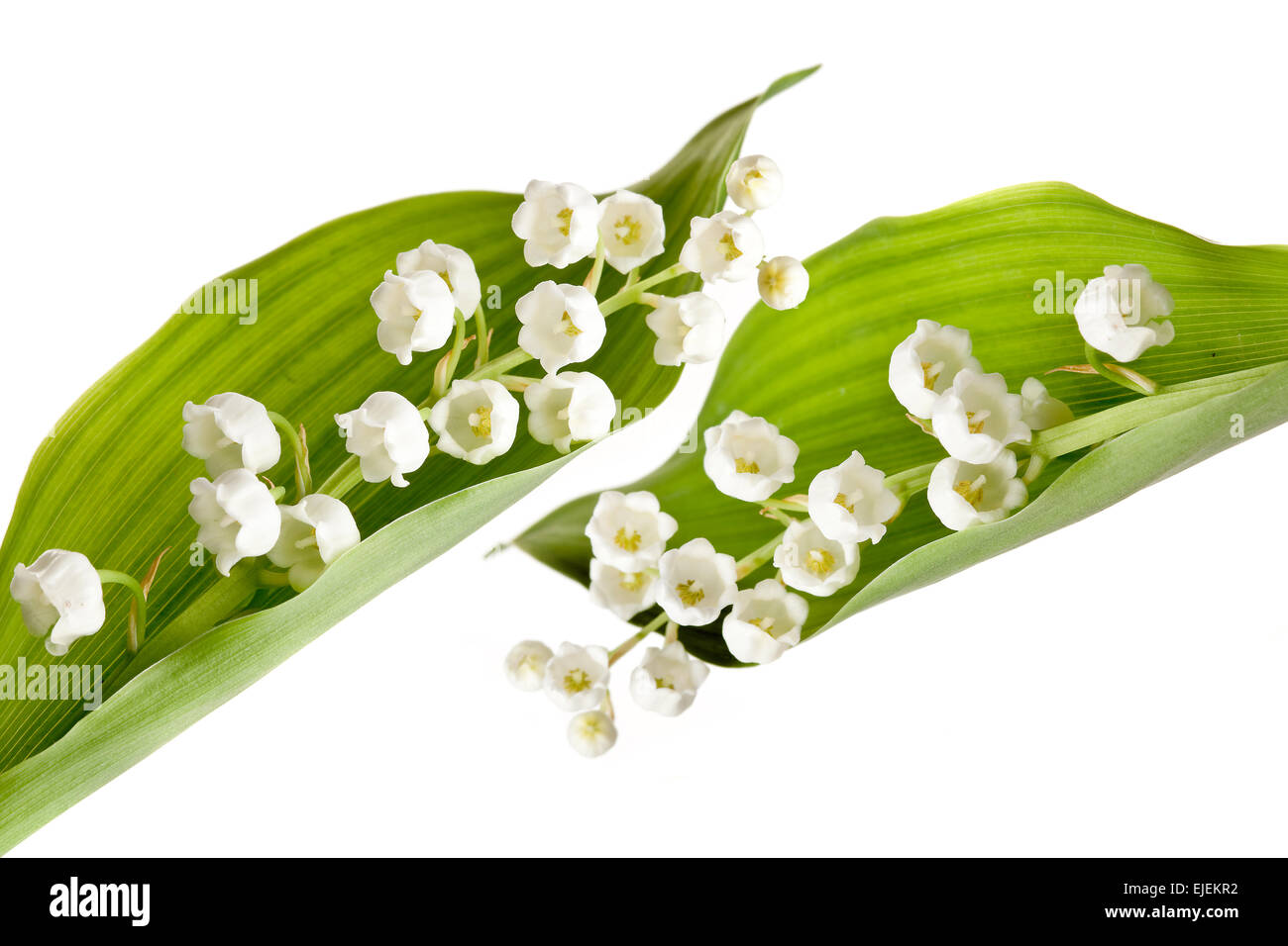 Twigs of Lillyofthevalley isolated against white Stock Photo Alamy