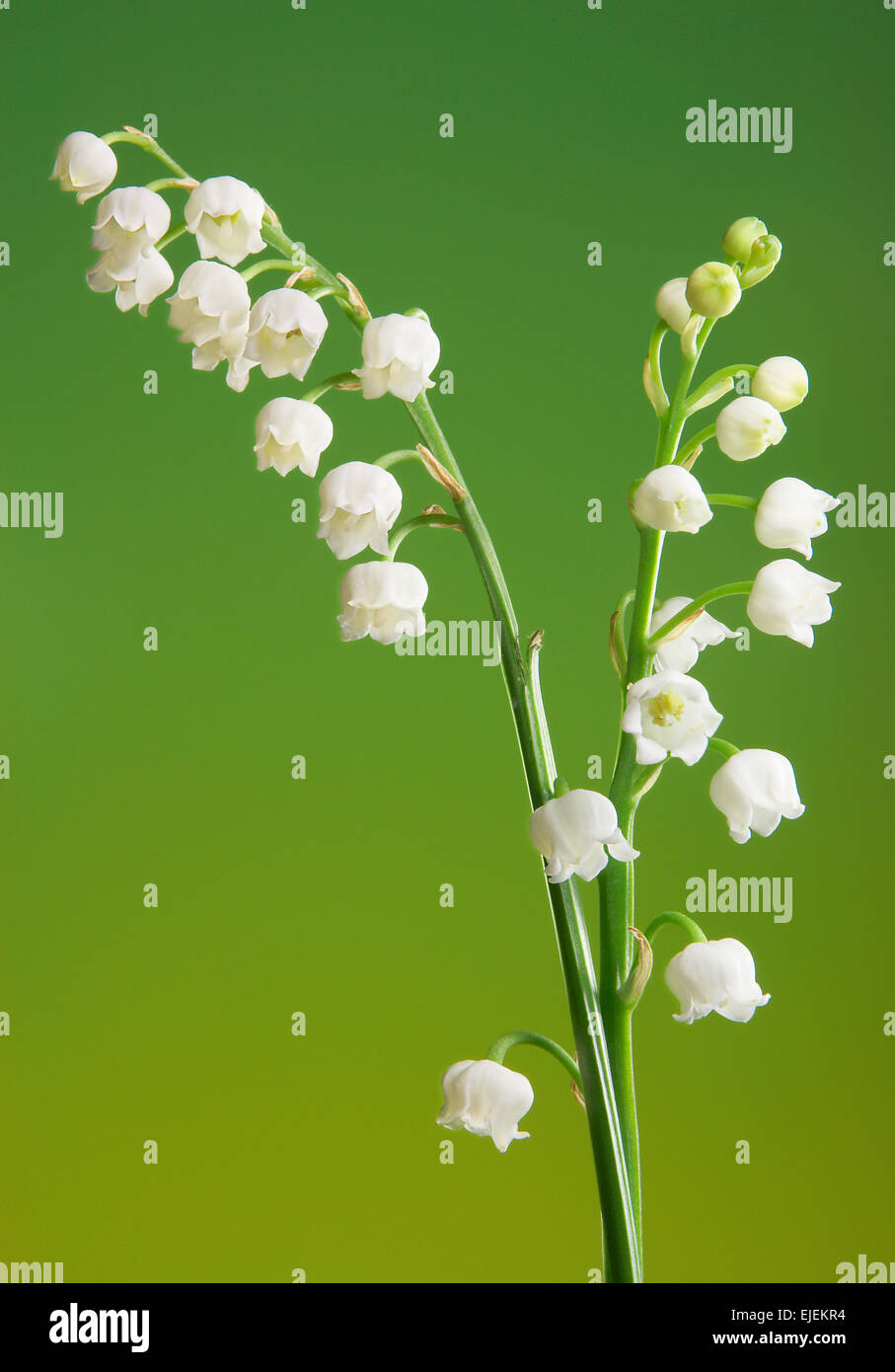Lily of the valley flowers hi-res stock photography and images - Alamy