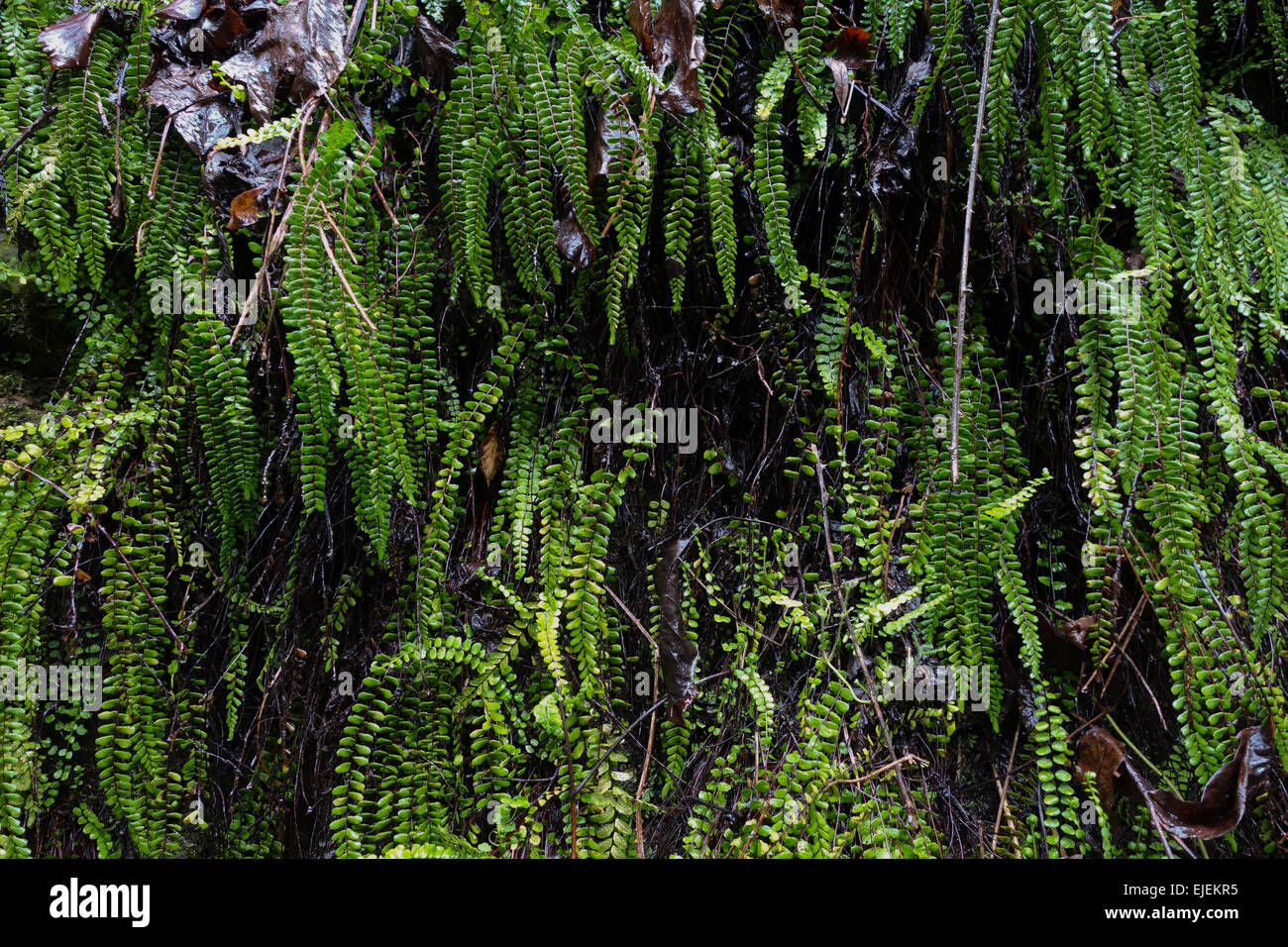 Ferns, maidenhair spleenwort, Asplenium trichomanes, covering rock wall, . Southern Spain. Stock Photo