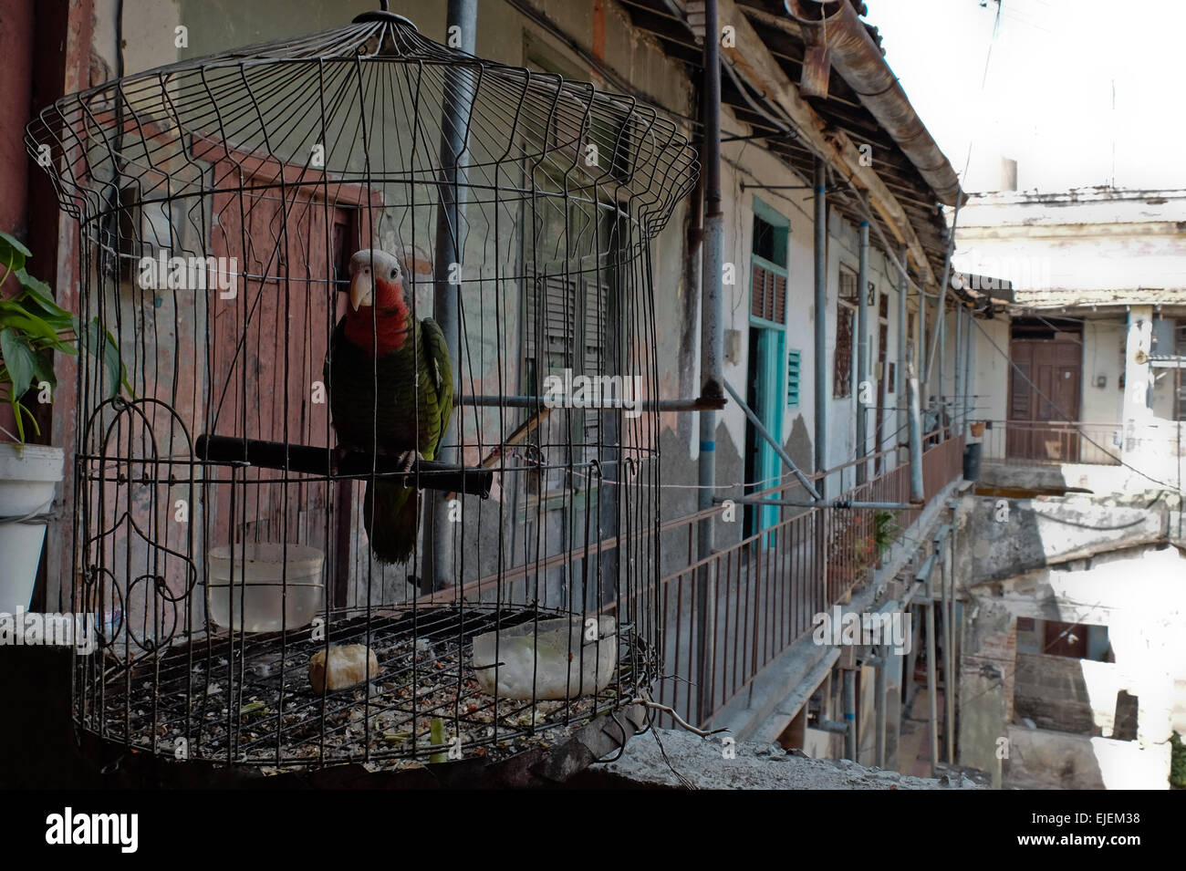 A parrot is caged in a residential building courtyard in Cienfuegos ...