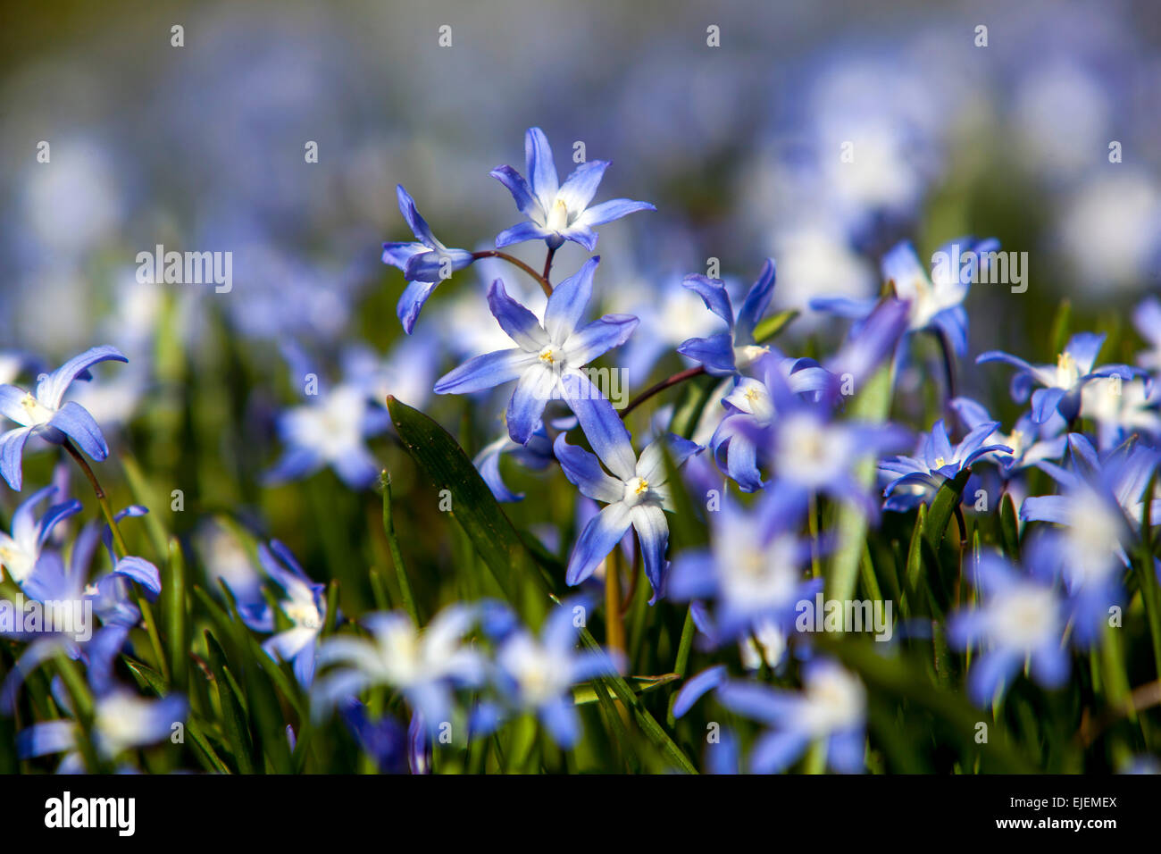 Glory of the Snow, Scilla luciliae, Chionodoxa luciliae, early spring ...