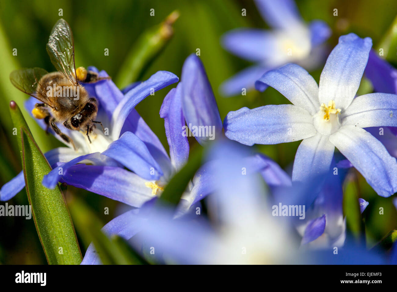 Glory of the Snow, Scilla luciliae, Chionodoxa luciliae, bee close up Stock Photo
