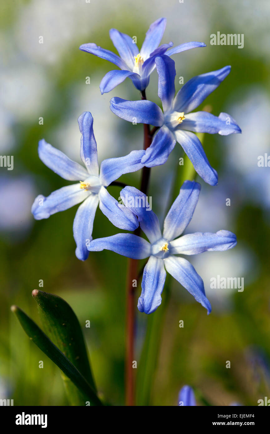 Glory of the Snow, Scilla luciliae, Chionodoxa luciliae, early spring ...