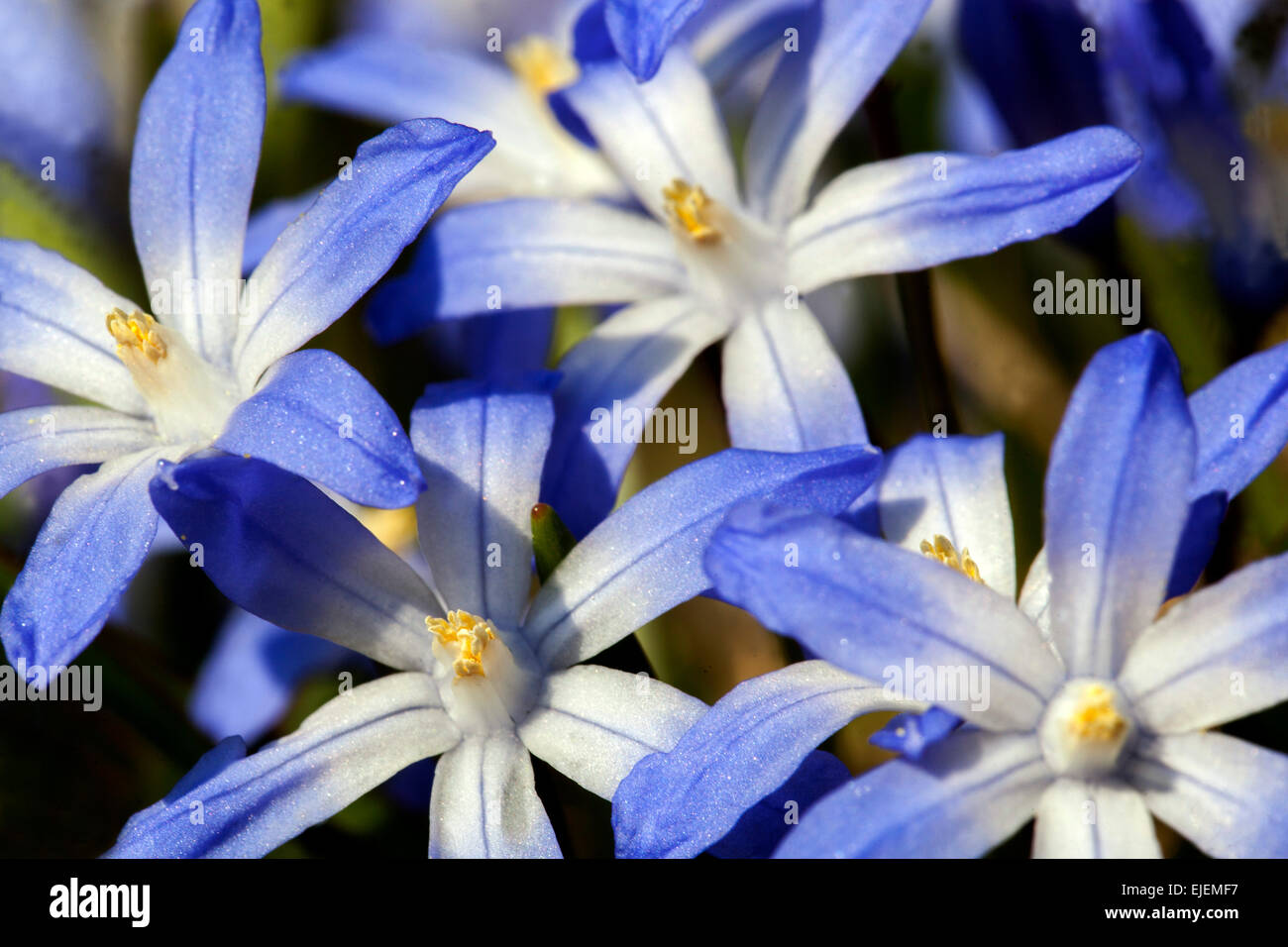 Glory of the Snow, Scilla luciliae, Chionodoxa luciliae, early spring flowers White blue flower Stock Photo