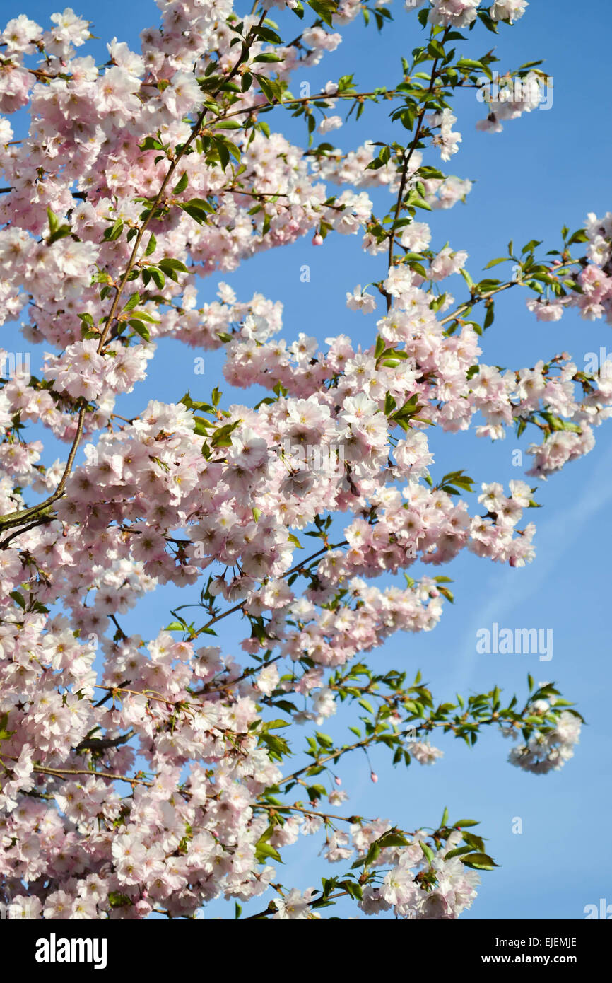 Sakura - a pink cherry tree is blooming Stock Photo - Alamy