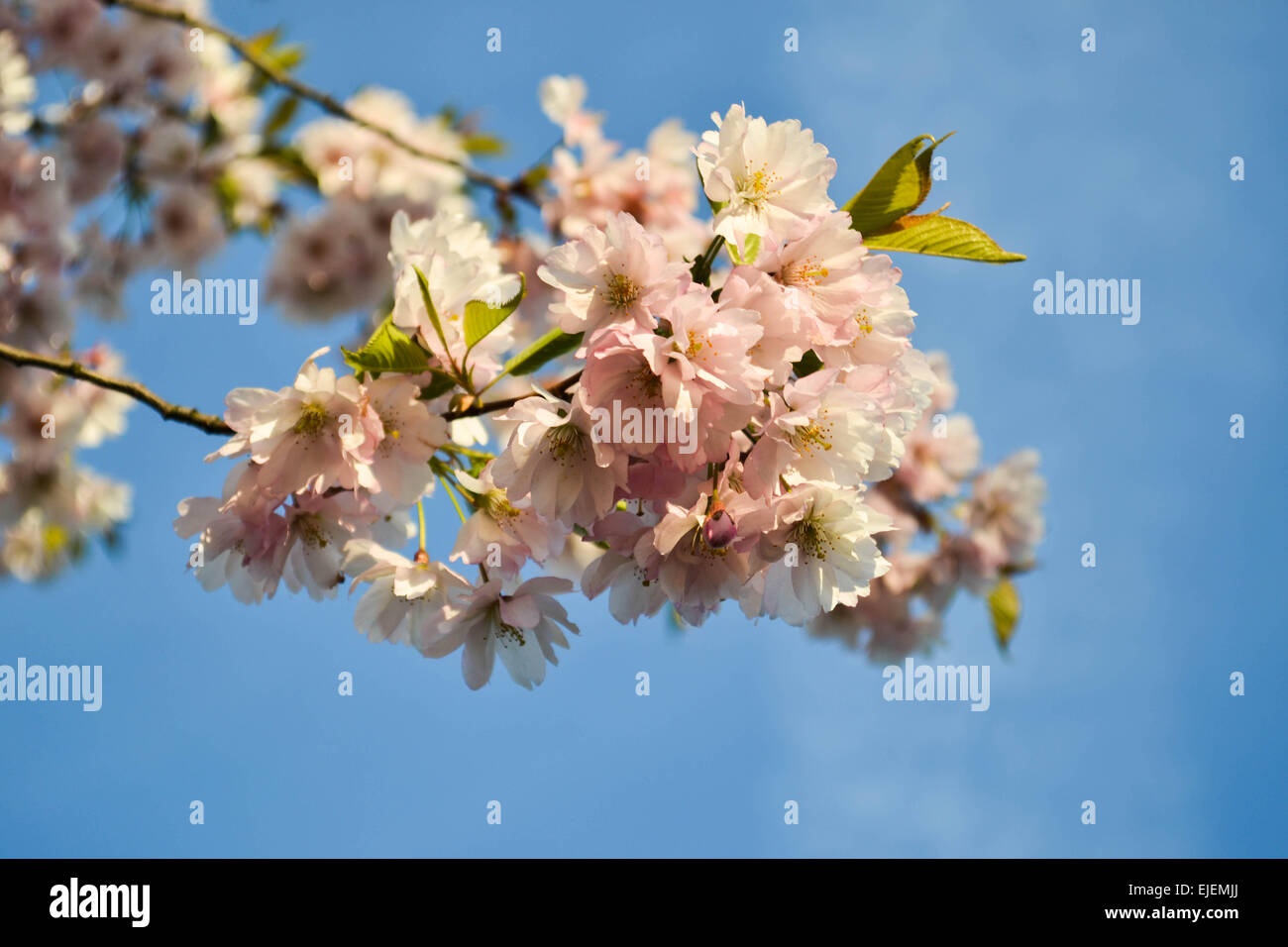 Sakura - a pink cherry tree is blooming Stock Photo - Alamy