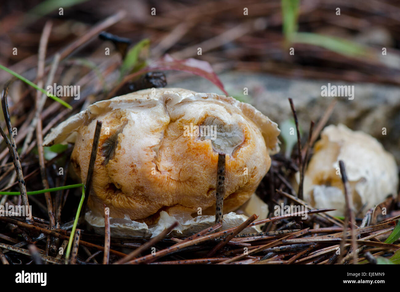 Egg of Clathrus ruber, latticed stinkhorn, basket stinkhorn, red cage, Fungus, before erruption, Andalusia, Spain. Stock Photo