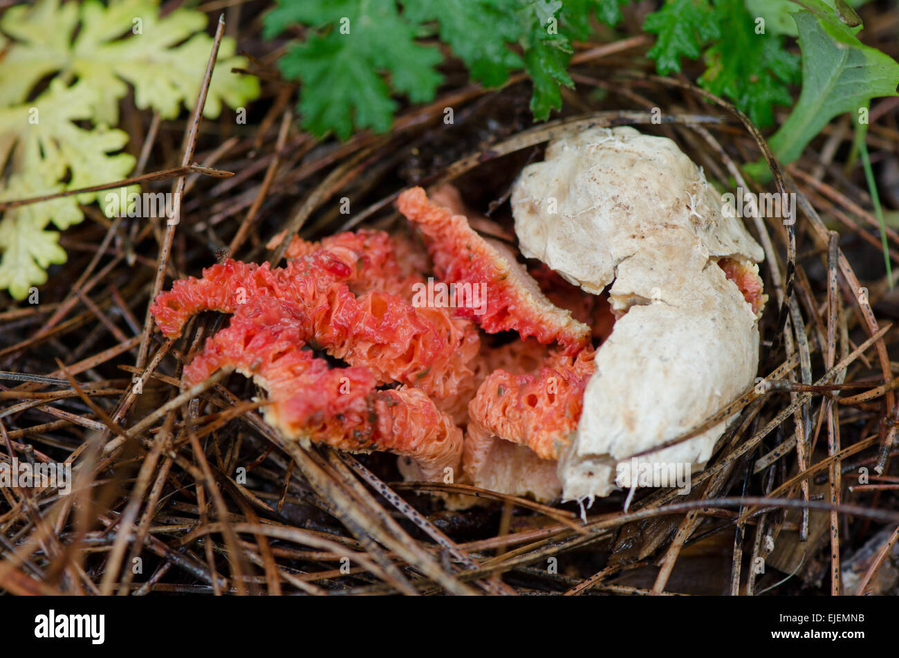 Mushroom, Clathrus ruber, latticed stinkhorn, basket stinkhorn, red cage, Fungus, Decaying exemplar, Andalusia, Spain. Stock Photo