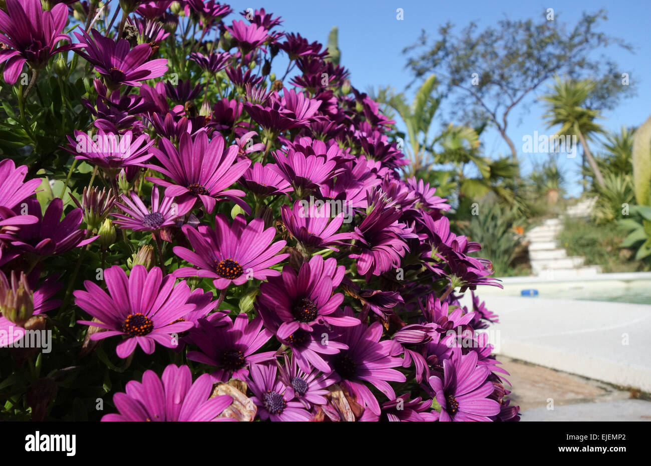 Purple daisies Osteospermum, with pool in background, Southern Spain. Stock Photo