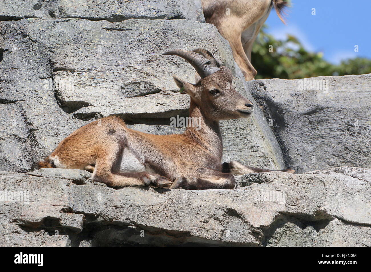 bouquetin-des-alpes-bouquetin-capra-bouquetin-steinbock-hi-res-stock