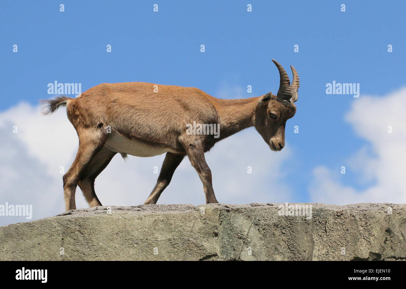 alpstenbock-hi-res-stock-photography-and-images-alamy