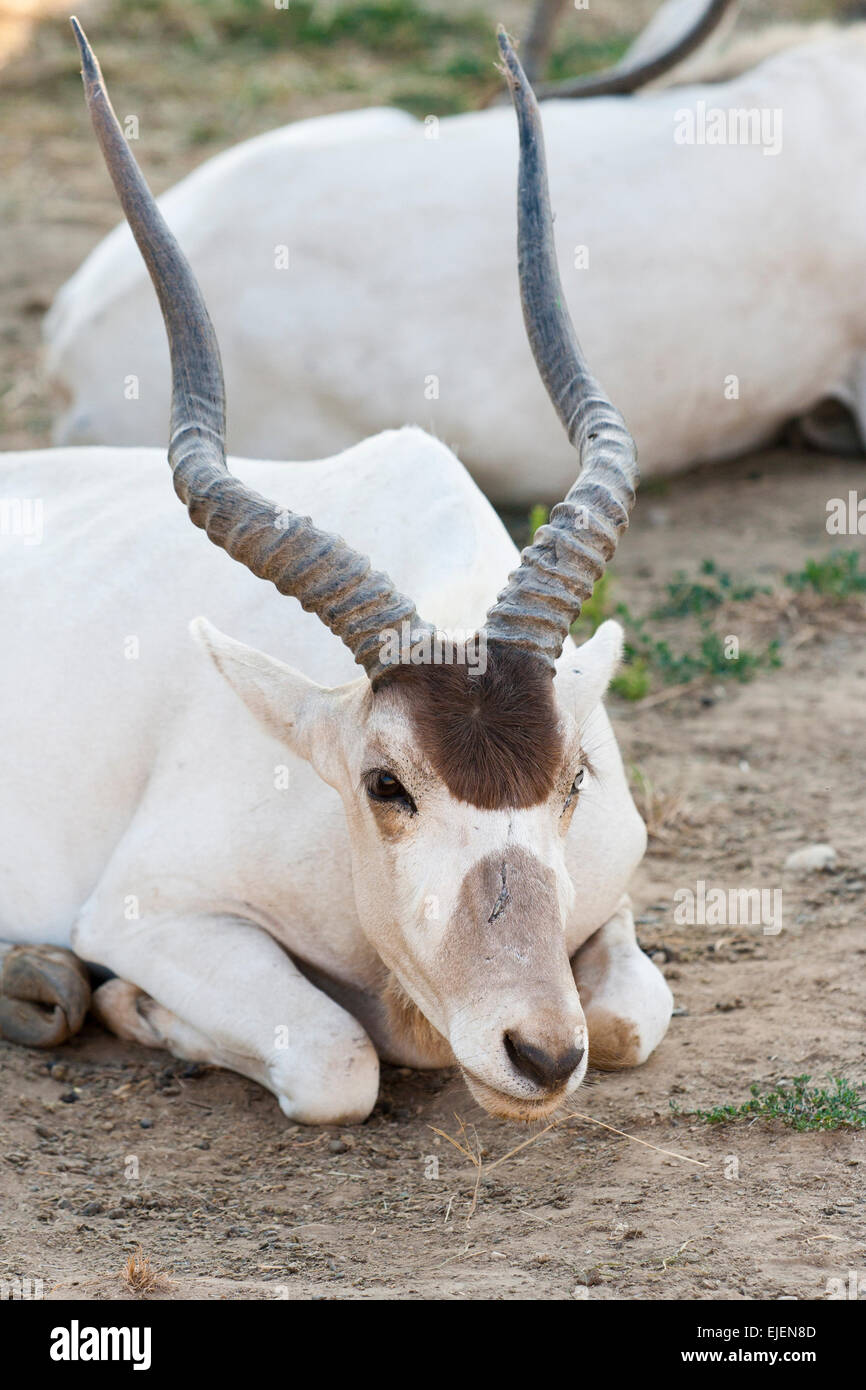 Photograph of a White Antelope  Addax sitting on dry land Stock Photo