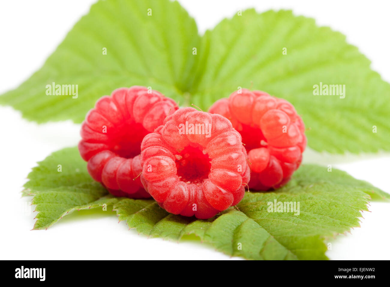 three raspberry fruits on fresh green leaf, white background, isolated Stock Photo