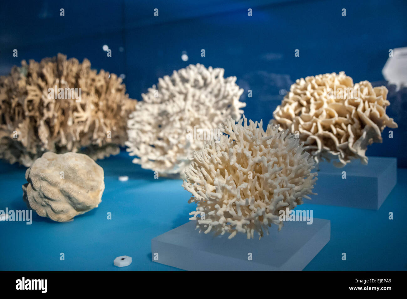 orthofeet coral uk