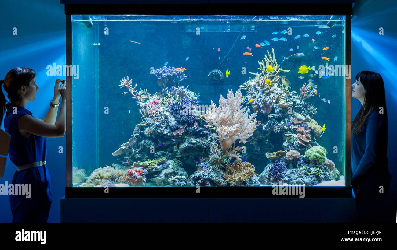 London, UK. 25 March 2015. Staff members look at fish swimming on