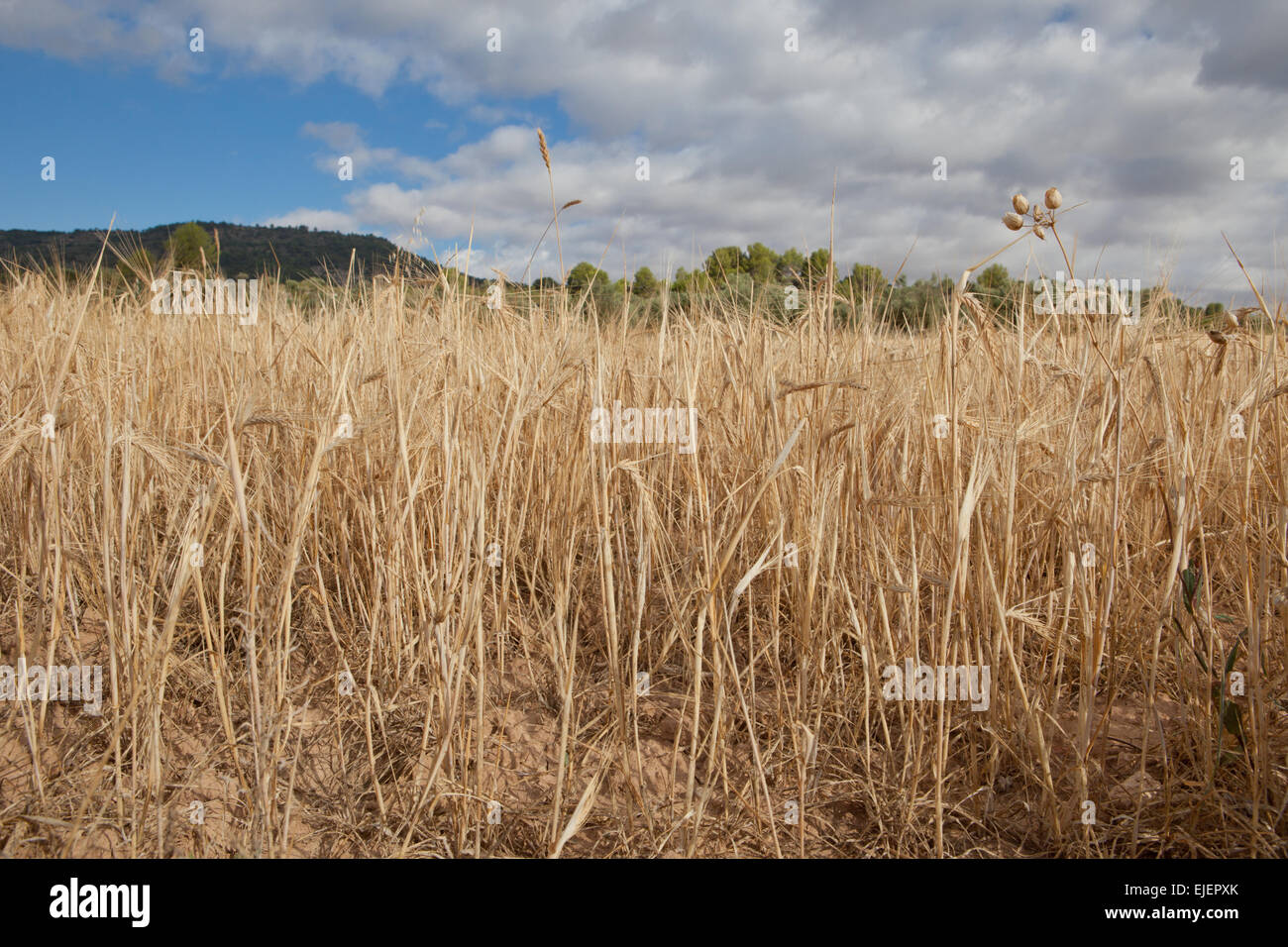 Cereal crops field under cloudy sunny sky, Guadalajara, Spain Stock