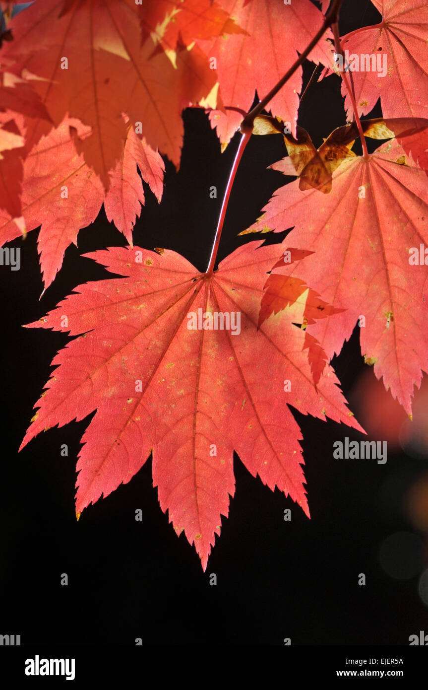 Vine Leaved Full Moon Maple: Acer japonicum 'vitifolium' Stock Photo