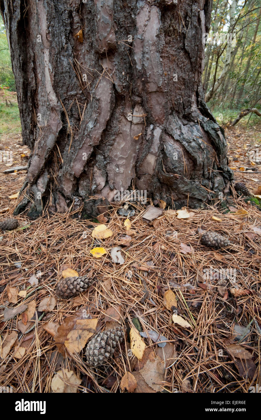 Scots Pine: Pinus sylvestris. Needles and cones on ground in autumn. Surrey, England, UK Stock Photo