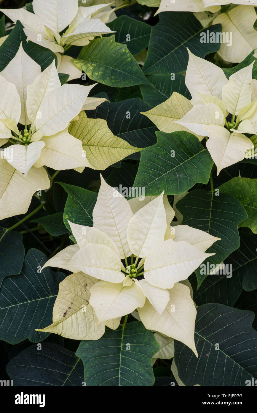 Poinsettia Euphorbia Pulcherrima Premium White Stock Photo Alamy