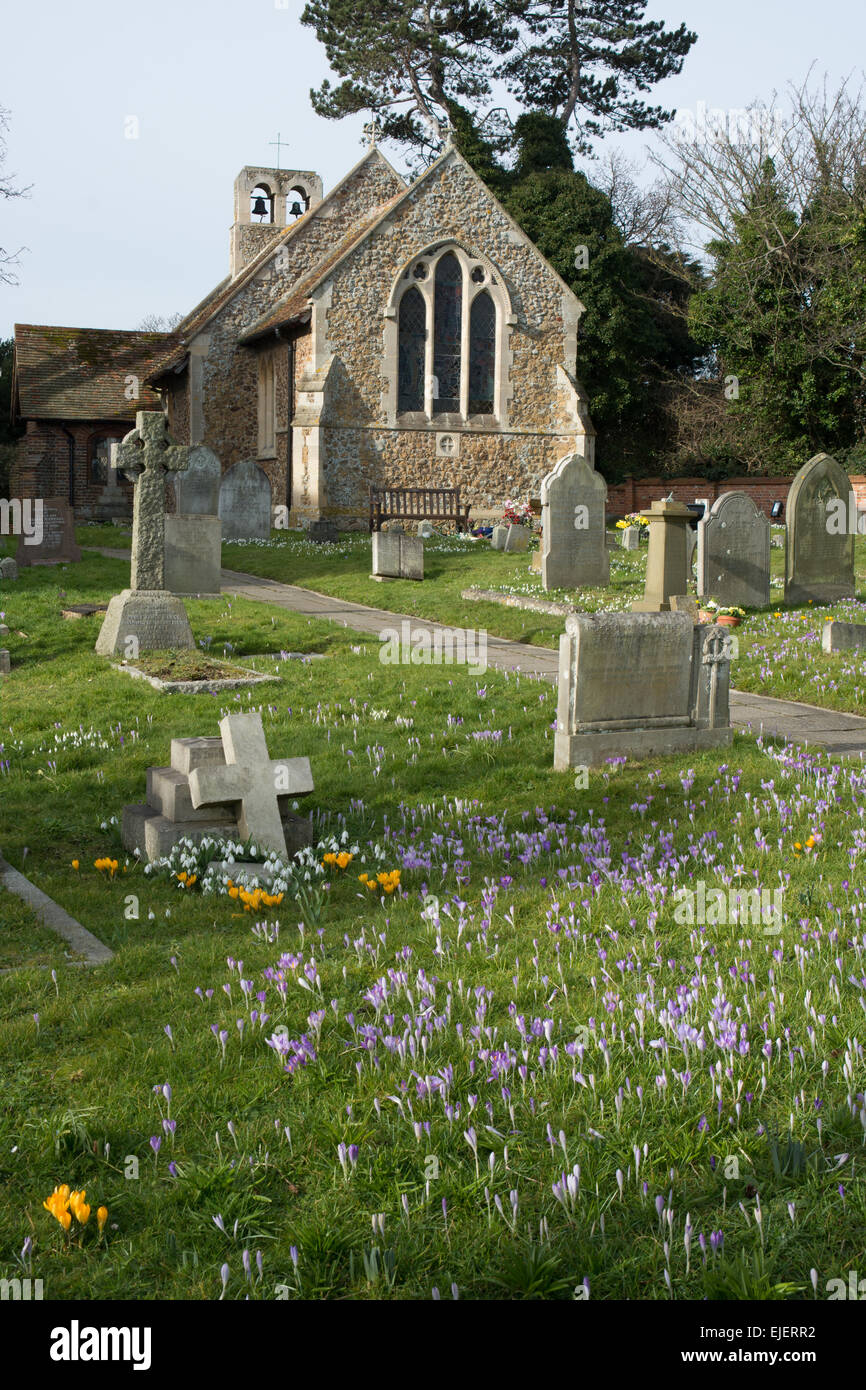 Spring in Frinton-on-Sea. Crocus and snowdrops flower in front of the old parish church in Connaught Road Stock Photo