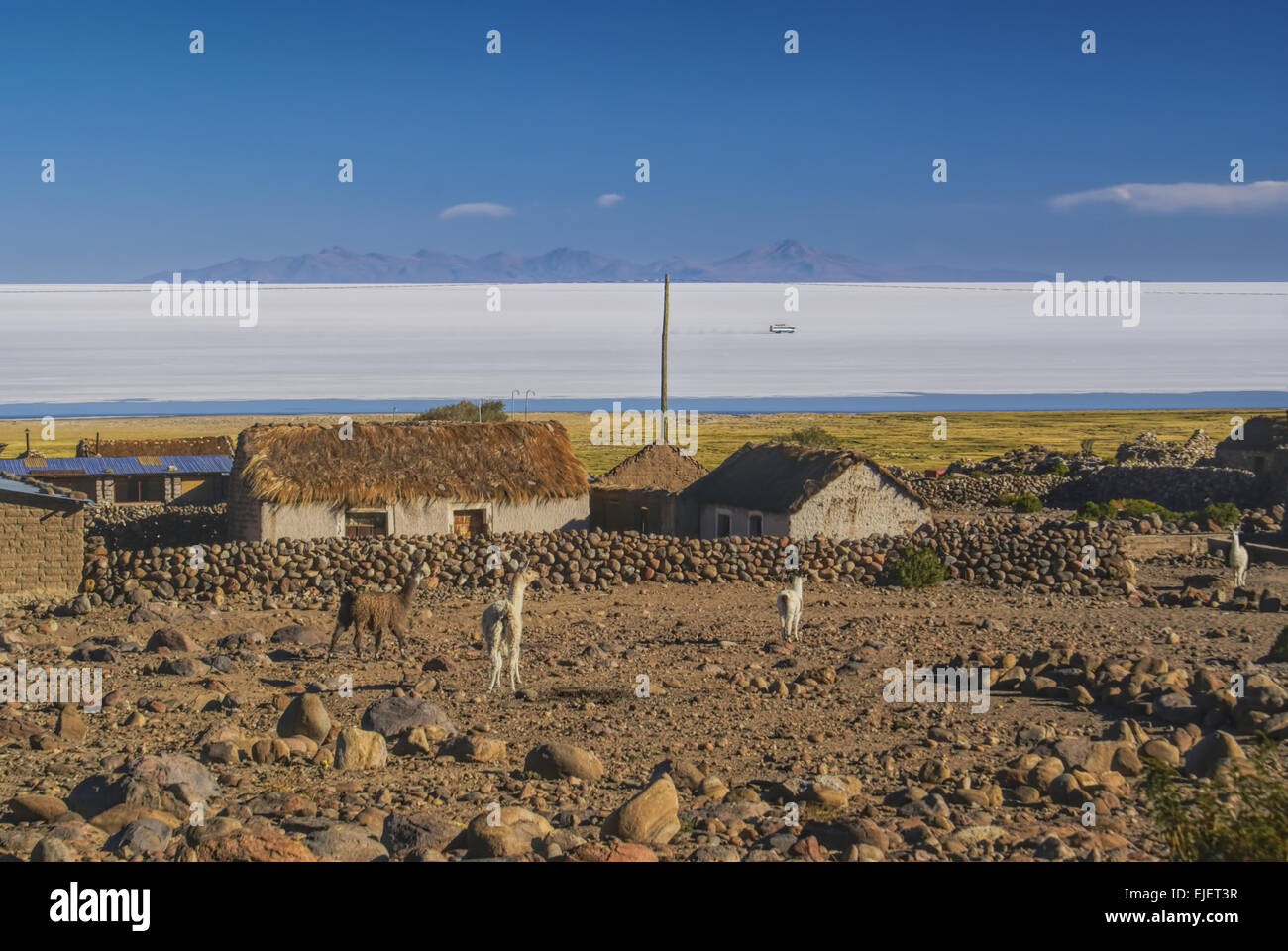 Old bolivian village with llamas and vast white salt flat Salar de Uyuni in the background Stock Photo