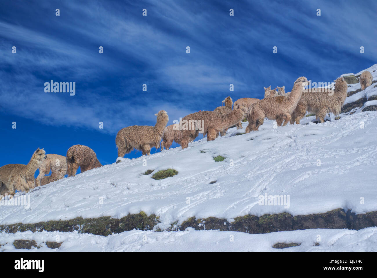 Large herd of cute domestic alpacas on snow in high altitudes in peruvian Andes, south America Stock Photo