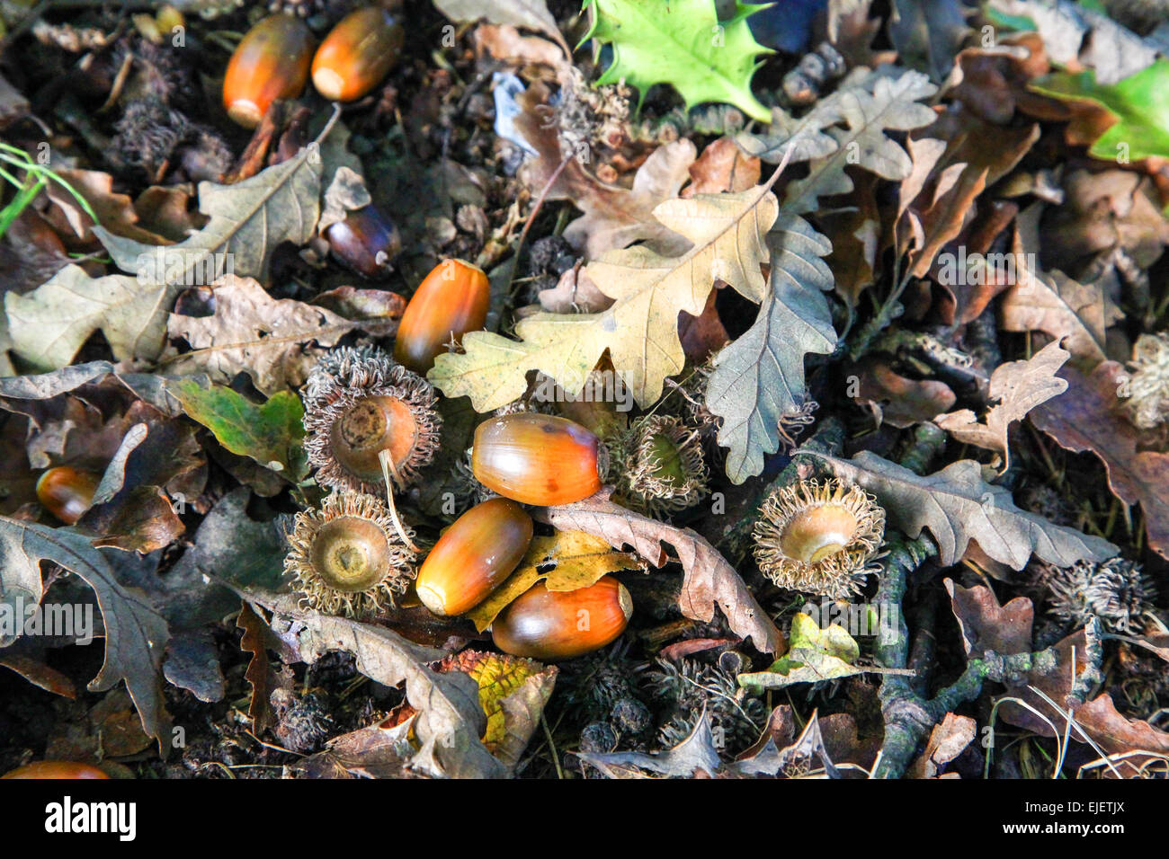 Acorns oak tree hi-res stock photography and images - Alamy