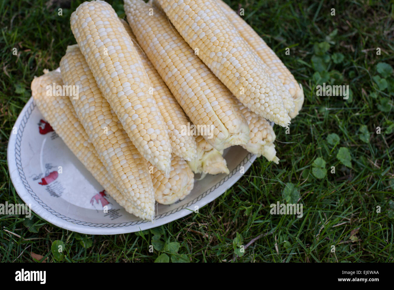 Peaches and cream (bicolour) corn husked and ready to cook on a platter