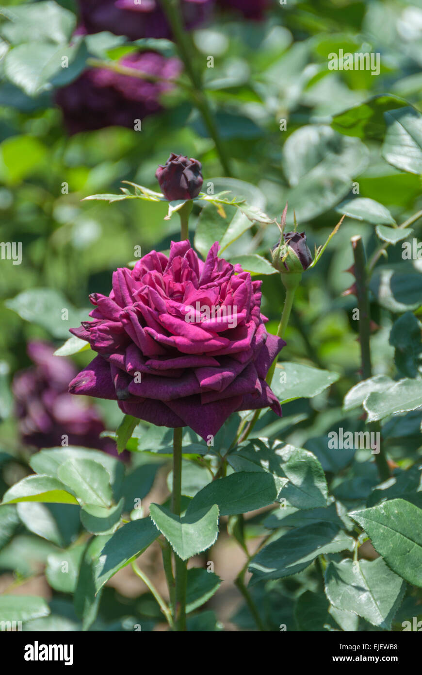 The Prince Rose - a dark purple variety - in full bloom Stock Photo - Alamy