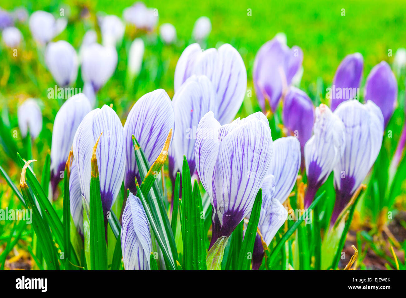 Children with crocus hi-res stock photography and images - Alamy