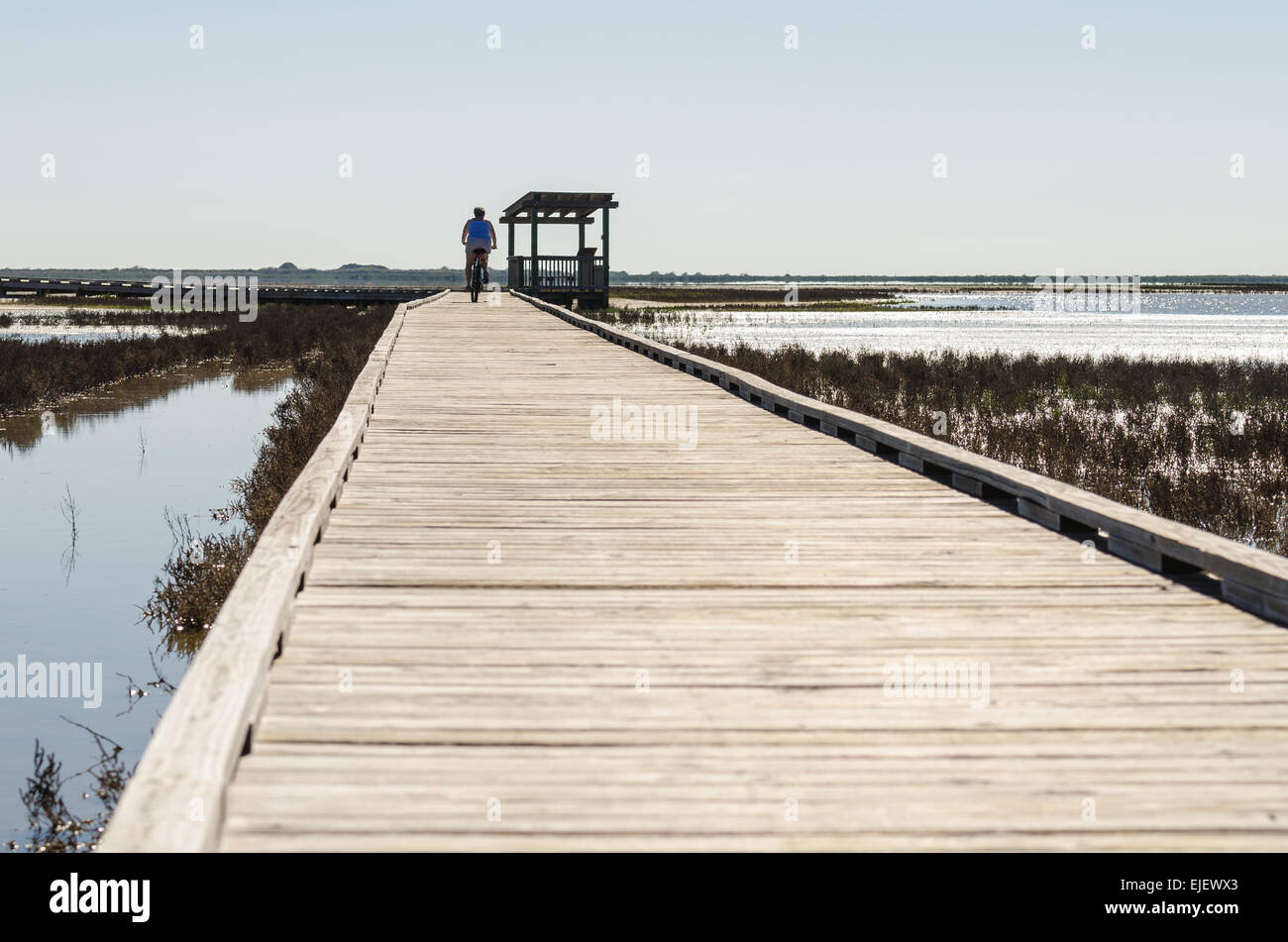 Person getting their exercise riding a bike on the boardwalk through a nature preserve and bird sanctuary Stock Photo