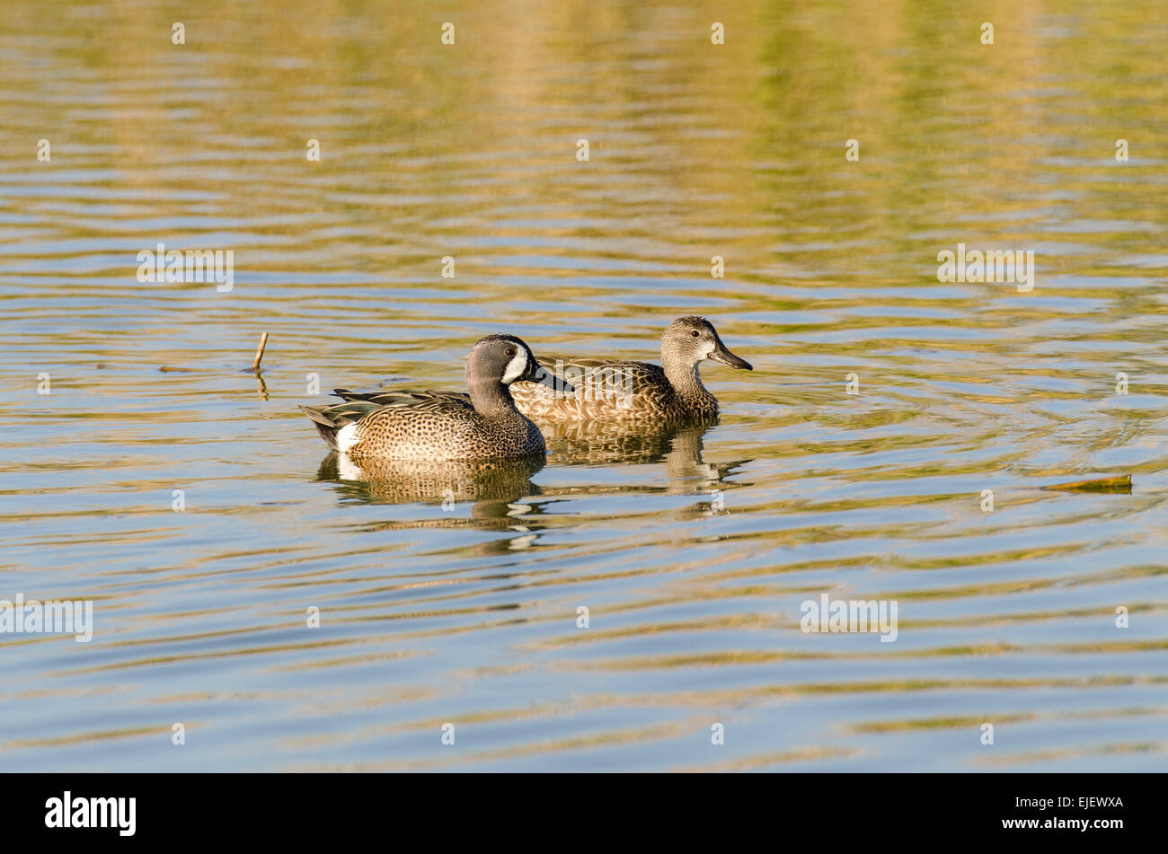 A pair of Blue-winged Teal - male in front, female behind Stock Photo