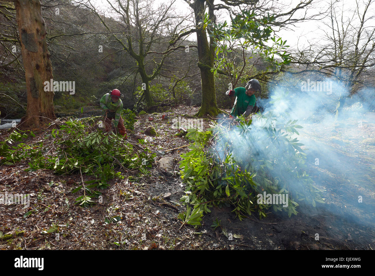 Rhododendron clearing on the river Avon north of South Brent , Stock Photo