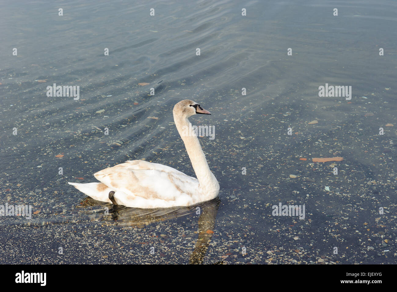 closeup of wild white swan at a calm lakeside Stock Photo