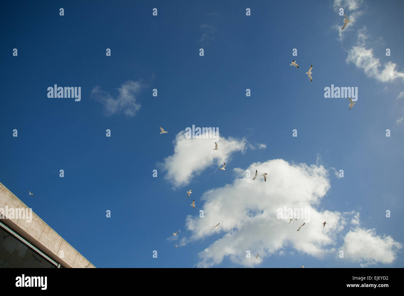 The sky of Bristol full of gulls, pigeons and clouds. Stock Photo
