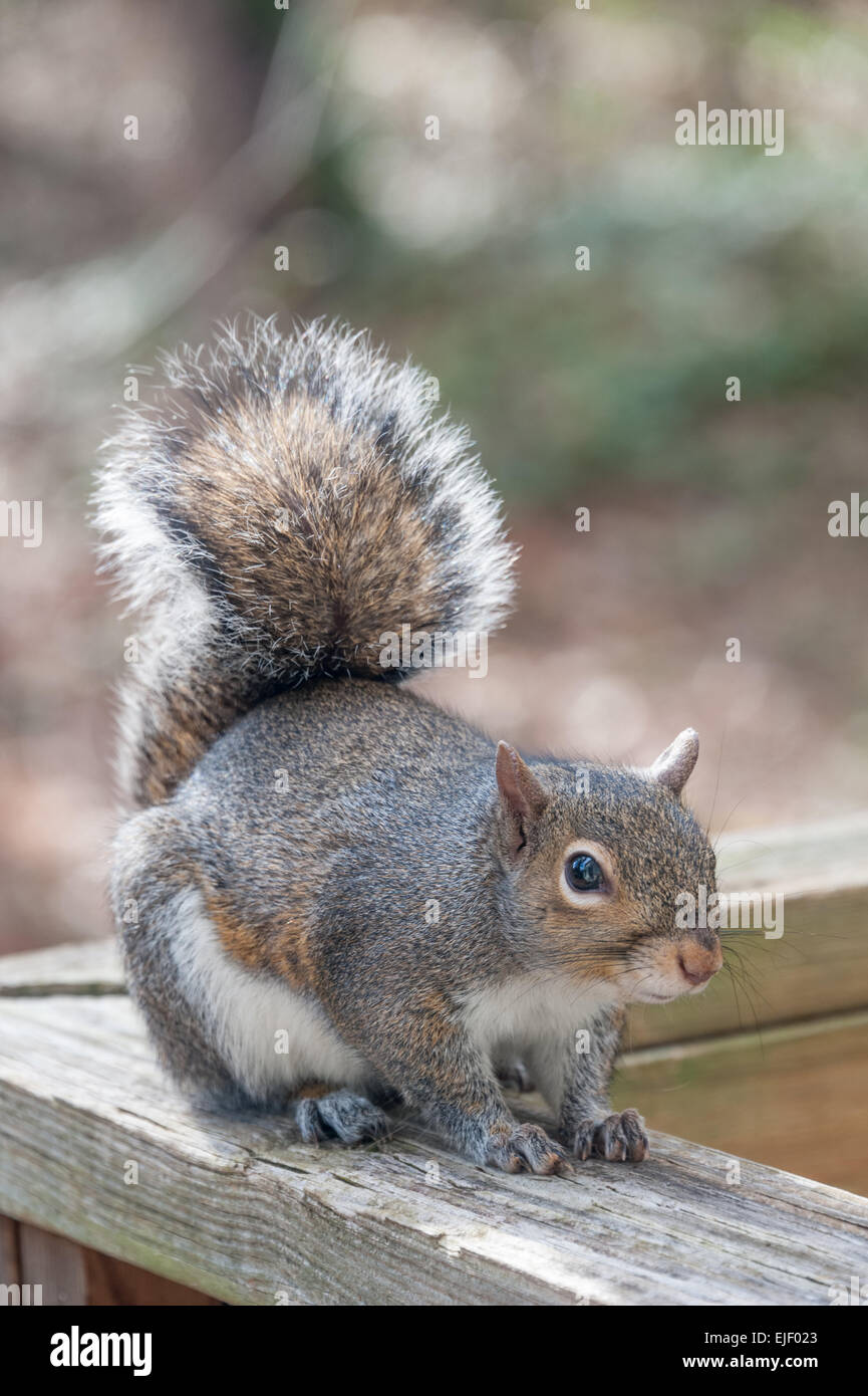 Tree squirrel posing on wood deck railing. Stock Photo