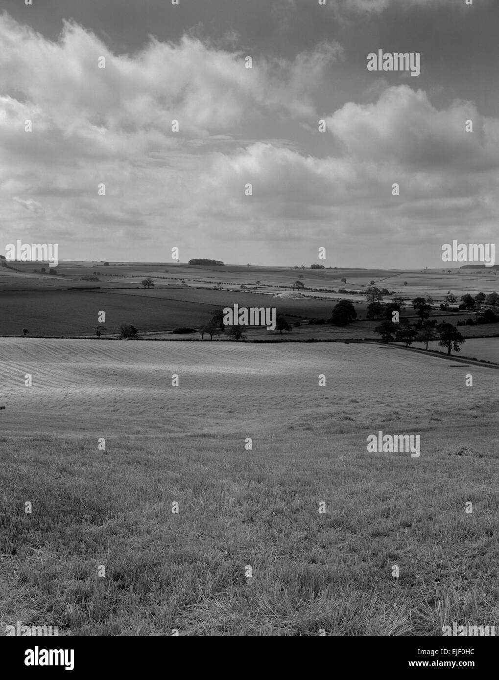 Farming landscape in the Yorkshire Wolds near Malton, North Yorkshire, with Duggleby Howe Neolithic round barrow standing inside an earthwork. Stock Photo