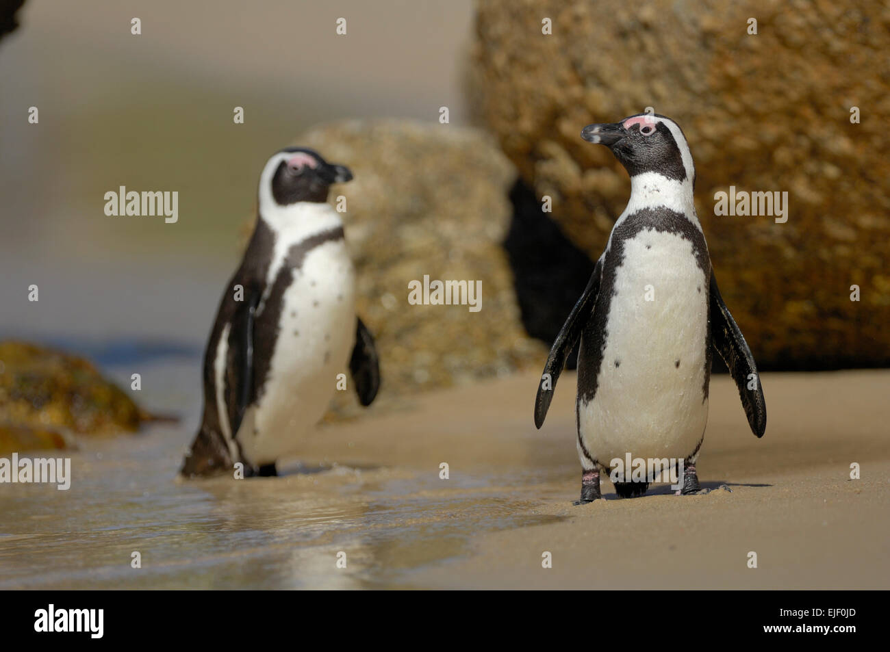 The African Penguin (Spheniscus demersus), on Boulders Beach Stock Photo