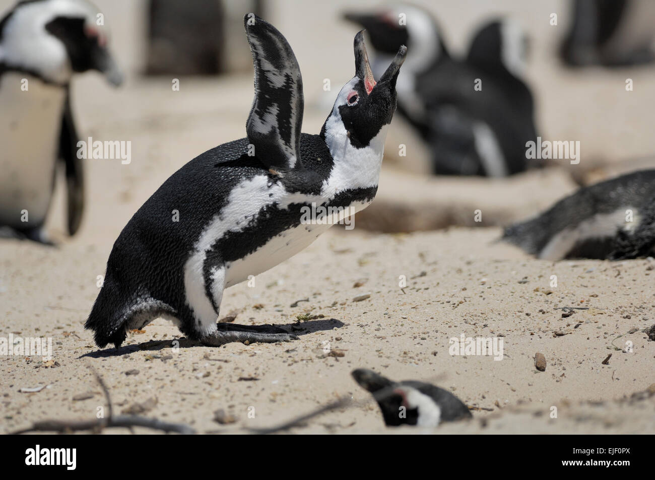 The African Penguin (Spheniscus demersus), on Boulders Beach Stock Photo
