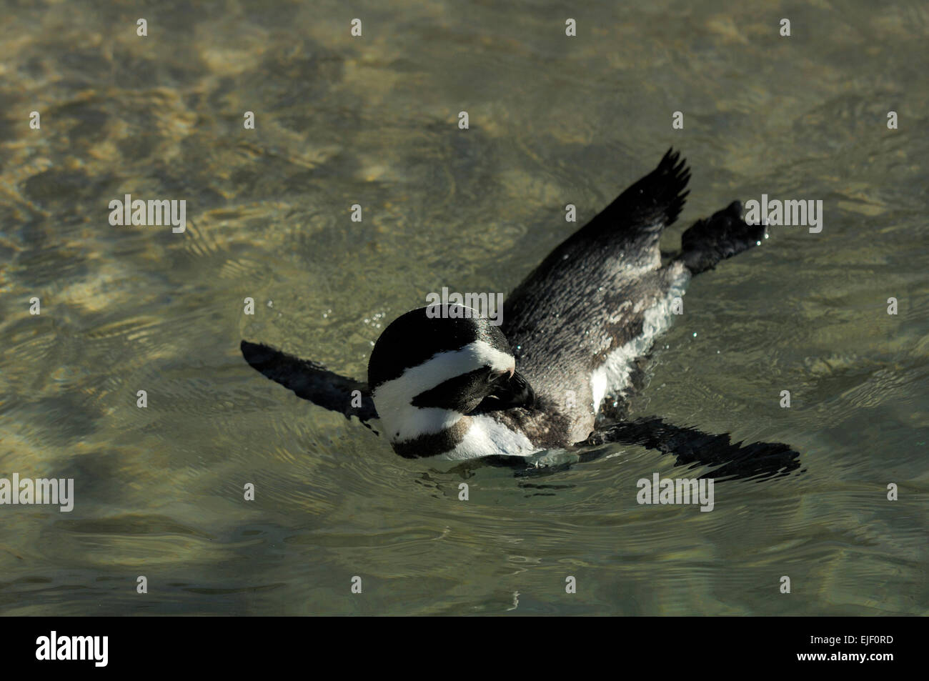 The African Penguin (Spheniscus demersus), on Boulders Beach Stock Photo