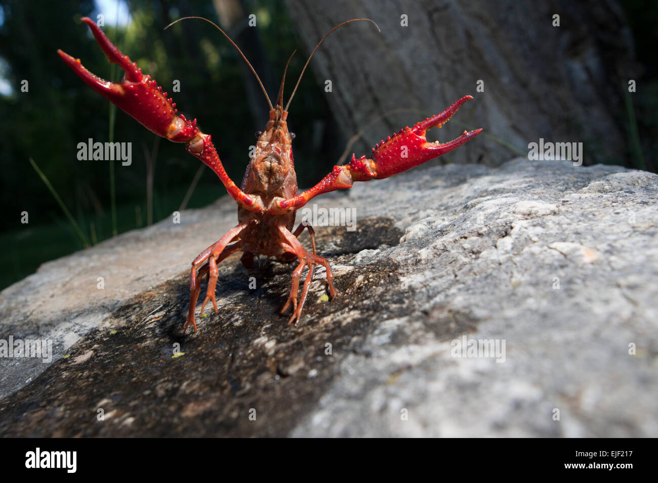 Portrait of procambarus clarkii, a freshwater crayfish species, native to the Southeastern United States, but found also on Euro Stock Photo